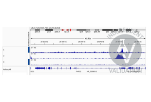 Cleavage Under Targets and Release Using Nuclease validation image for anti-NK2 Homeobox 5 (NKX2-5) antibody (ABIN2856166)