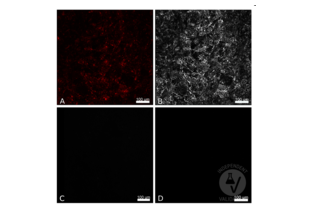 Immunofluorescence validation image for anti-Red Fluorescent Protein (RFP) antibody (ABIN1043867)