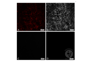 RFP antibody