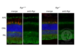 RGR antibody