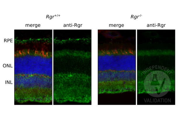 RGR antibody