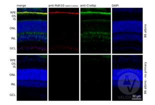 RDH10 antibody