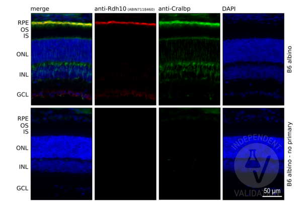 RDH10 antibody