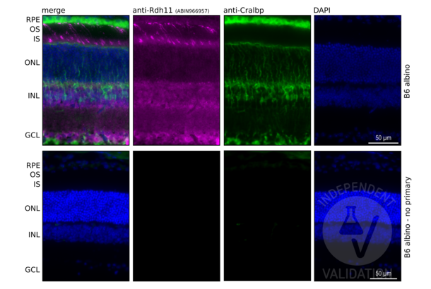 RDH11 antibody