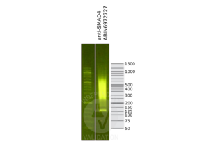 SMAD4 antibody  (N-Term)