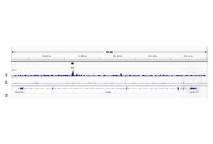 Cleavage Under Targets and Release Using Nuclease validation image for anti-SMAD Family Member 4 (SMAD4) (N-Term) antibody (ABIN6972727)