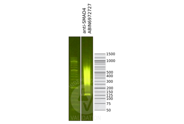 SMAD4 antibody  (N-Term)