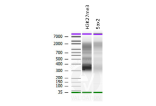Bioanalyzer profiles comparing fragment size distributions between reads obtained from CUT&RUN using an anti-H3K27me3 CUT&RUN Positive Control antibody (ABIN6923144) and anti-SOX2 (ABIN2855074) after library preparation. Both samples display nucleosome size fragment distributions.