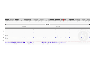 Alignment tracks from CUT&RUN targeting SOX2 in neural stem cells. 1 Peak track from ChIP-seq targeting Sox2 in neural stem cells (Bertolini et al., 2019). 2. Peaks called by MACS2 from CUT&RUN data using anti-SOX2 antibody ABIN2855074. 3, Alignment track for CUT&RUN reads obtained using snti-SOX2 antibody ABIN2855074 in neural stem cells. 4. Alignment track for negative control. Reads are normalized to sequencing depth per million reads.