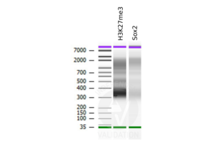 SOX2 antibody