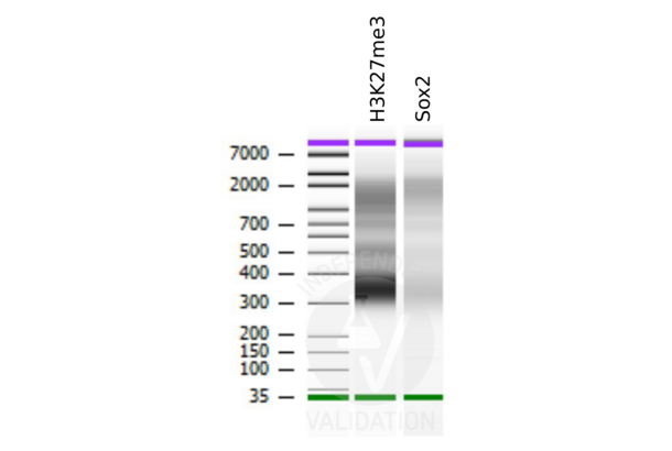 SOX2 antibody