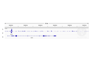 Cleavage Under Targets and Release Using Nuclease validation image for anti-SWI/SNF Related, Matrix Associated, Actin Dependent Regulator of Chromatin, Subfamily A, Member 4 (SMARCA4) (AA 1420-1470), (C-Term) antibody (ABIN6991990)