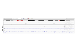 Cleavage Under Targets and Release Using Nuclease validation image for anti-Sal-Like 4 (SALL4) (AA 1-220) antibody (ABIN6132627)