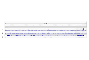 Cleavage Under Targets and Release Using Nuclease validation image for anti-Signal Transducer and Activator of Transcription 3 (Acute-Phase Response Factor) (STAT3) (C-Term) antibody (ABIN2855865)