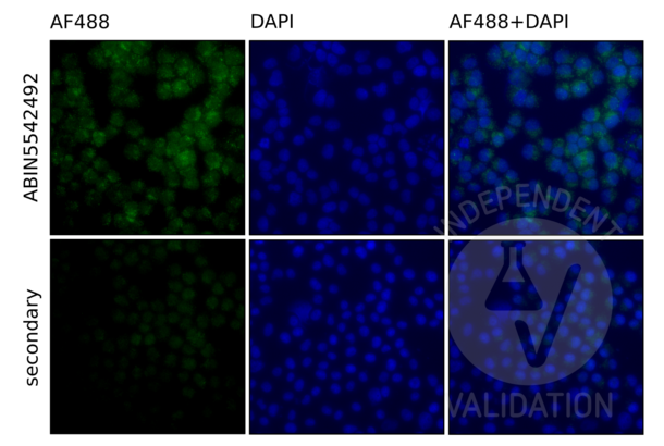 TLR9 antibody  (AA 868-1016)