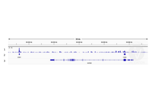 Cleavage Under Targets and Release Using Nuclease validation image for anti-Transcription Factor 7 (T-Cell Specific, HMG-Box) (TCF7) (N-Term) antibody (ABIN5620945)