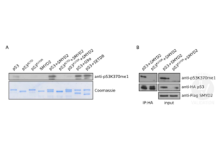 A. In vitro methylation assay of wt p53 and the p53K370R and p53ΔCTD mutants by methyltransferases SMYD2, G9a, and SETD8 (upper panel). See experimental notes for details. The lower panel shows a Commassie stain of the gel prior to the immunoblot. B. Western blot of 293T cellular extracts ectopically expressing HA-tag wt p53 or p53K370R in the presence of DYKDDDDK-tagged SMYD2, verified using an DYKDDDDK-tag antibody. In the panels on the left p53 in the lysates was enriched using an HA-tag antibody. WB with an HA-tag antibody reveals immunoprecipitated wt p53 and p53K370R whereas ABIN4902067 reveals specifically SMYD2-methylated wt p53. 
