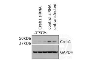 CREB1 antibody