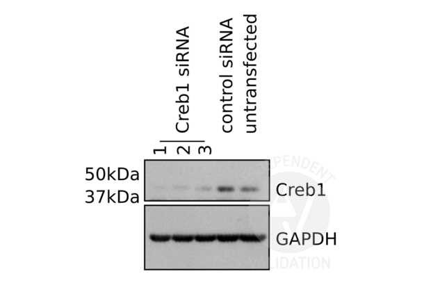 CREB1 antibody