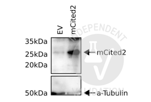 Western Blotting validation image for anti-Cbp/p300-Interacting Transactivator, with Glu/Asp-Rich Carboxy-terminal Domain, 2 (CITED2) antibody (ABIN6291914)