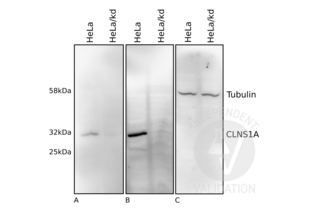 Western Blotting validation image for anti-Chloride Channel, Nucleotide-Sensitive, 1A (CLNS1A) antibody (ABIN4903315) (CLNS1A antibody)