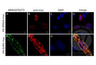 Immunocytochemistry validation image for anti-Sad1 and UNC84 Domain Containing 5 (SUN5) antibody (ABIN1876373) (SUN5 antibody)