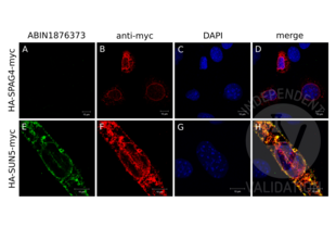 SUN5 antibody