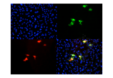 anti-mCherry Fluorescent Protein antibody