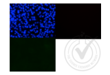 anti-mCherry Fluorescent Protein antibody