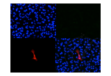 anti-mCherry Fluorescent Protein antibody