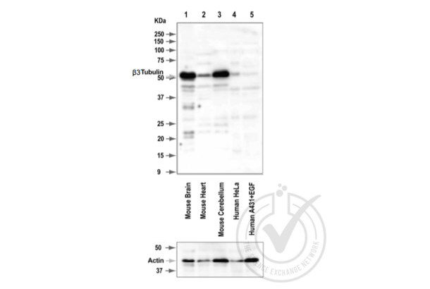TUBB3 Antikörper  (AA 443-450)