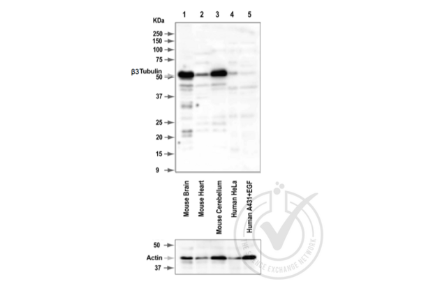 TUBB3 anticorps  (AA 443-450)