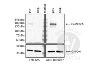 Western blot analysis of cell lysates from HEK293 cells transfected (pos) or not transfected (neg) with a Cas9-T2A-eGFP expression plasmid. Staining was performed using anti-T2Apeptide (top-left), ABIN4880057 (top-right), or an anti-GAPDH loading control (bottom) antibody. 