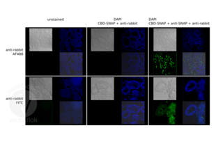 Immunofluorescence images of oyster visceral mass tissue, with the specificity of Anti-Rabbit Alexa 488 (top row) and Anti-Rabbit FITC (bottom row) compared. Unstained samples (left column) were compared to test samples (right column) to visualize degree of auto-fluorescence. The absence of anti-SNAP served as the negative control (middle column), it has led to the absence of fluorescence at the same imaging and visualization setting for the green channels, implying the goat anti-rabbit IgG (Heavy & Light Chain) antibody FITC conjugate ABIN101988 is specific to Rabbit IgG antigen.