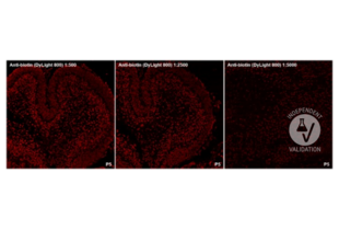 Immunohistochemistry validation image for anti-Biotin antibody (DyLight 800) (ABIN6720668) (Biotin antibody  (DyLight 800))