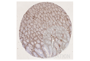 Immunohistochemistry validation image for anti-COL1A2/COL1A1 antibody (ABIN5596819)