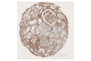 Immunohistochemistry validation image for anti-COL1A2/COL1A1 antibody (ABIN5596819)