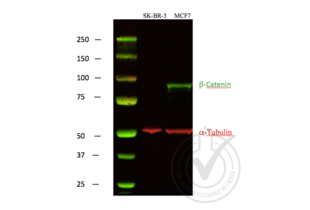 Western Blotting validation image for anti-Catenin, beta (CATNB) (C-Term) antibody (ABIN1043907)