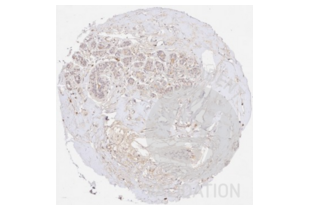 Immunohistochemistry validation image for anti-Collagen, Type III, alpha 1 (COL3A1) antibody (ABIN5596830)