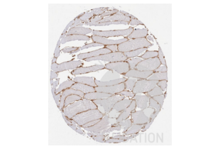 Immunohistochemistry validation image for anti-Collagen, Type IV (COL4) antibody (ABIN5596835)