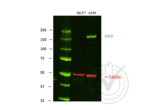 anti-Epidermal Growth Factor Receptor (EGFR) (C-Term) antibody