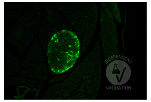 Immunohistochemistry validation image for anti-Glucagon (GCG) antibody (ABIN7448121)