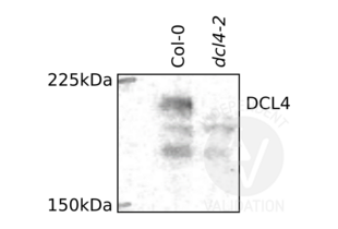 Western blot results for total protein extracts from Arabidopsis wild type Col-0 and dcl4-2 null-mutant plants. ABIN2441994  reveals a DCL4 specific band at the expected molecular weight of approximately 191kDa which is present in Col-0 but not dcl4-2.