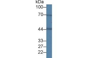 BDH1 antibody  (AA 1-343)