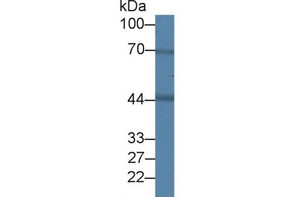 BDH1 antibody  (AA 1-343)