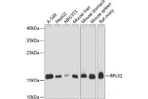 Western blot analysis of extracts of various cell lines using RPL32 Polyclonal Antibody at dilution of 1:3000.