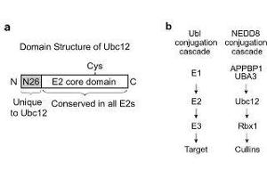 Figure shows the structural domain features of UBC12. (UBE2M antibody  (AA 169-180))
