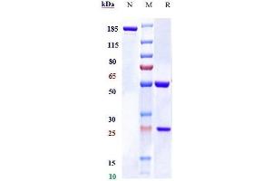 Anti-STAB1 Reference Antibody (bexmarilimab) on SDS-PAGE under reducing (R) condition. (Recombinant STAB1 (Bexmarilimab Biosimilar) antibody)