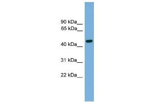 WB Suggested Anti-Foxa2 Antibody Titration:  0. (FOXA2 antibody  (Middle Region))