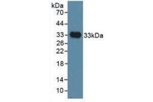 Western blot analysis of recombinant Human INHBP. (IGSF1 antibody  (AA 1008-1227))